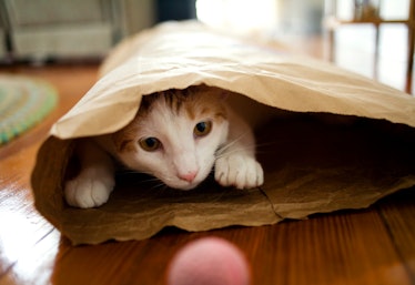 Cat hiding in paper bag